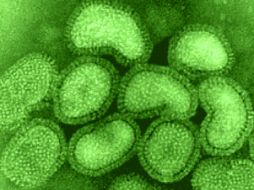 El virus conocido como gripe porcina se identificó como una nueva cepa en abril de 2009. ESPECIAL  /