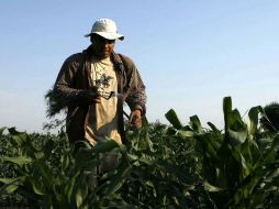 En las zonas menos urbanizadas el 78% de los 20 millones 381 mil con una actividad productiva, no cuenta con seguridad social. ARCHIVO  /