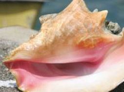 También las embarcaciones que se acercan a los arrecifes ponen en peligro a esta especie. ESPECIAL  /