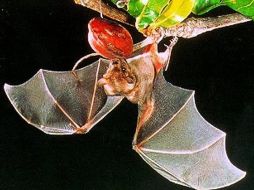 Este murciélago micronicteris orejón con su delicado bocadillo para la cena. ESPECIAL  /