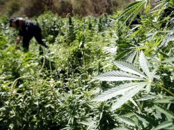 El diplomático holandés consideró que mientras más ilegal sea el uso de drogas, más se enriquece el crimen organizado. ARCHIVO  /