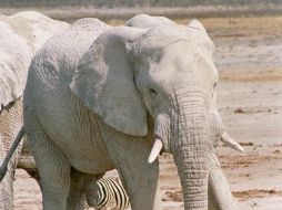 Es una hembra de 38 años y 2.2 metros de altura. ESPECIAL  /