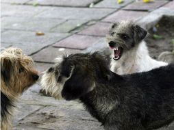 Destacan la importancia de desarrollar una cultura que limite su reproducción. ARCHIVO INFORMADOR  /