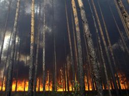 A escala mundial los incendios de vegetación afectan una superficie de 350 millones de hectáreas. ESPECIAL  /