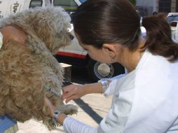 La sociedad de hoy exige que surjan más veterinarios y zootecnistas preparados. ARCHIVO INFORMADOR  /