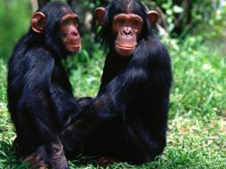 Los monos nerviosos del estudio mostraron actividad cerebral aumentada en la amígdala y el hipocampo anterior. ESPECIAL  /