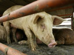 En Yucatán, por ejemplo, la producción se ha mantenido estable en un millón 200 mil cerdos. ARCHIVO  /