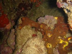 Los fósiles fueron encontrados al sur de Australia. ESPECIAL  /