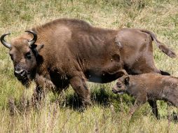 No se sabe si la cría es macho o hembra. EFE  /