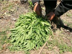 La planta de marihuana fue destruida de inmediato por personal militar. ARCHIVO  /