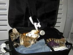 La mujer negó que el equipaje con el cachorro le perteneciera. AP  /