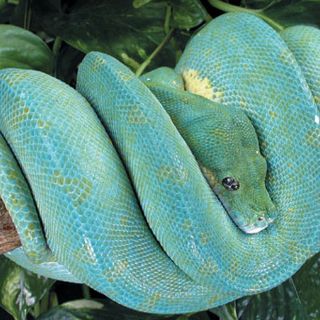 Detienen en Malasia a un traficante de serpientes