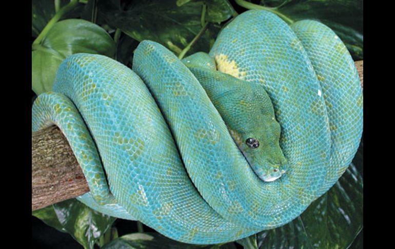 Anson Wong atentaba peligrosamente contra la fauna salvaje de este país. ESPECIAL  /