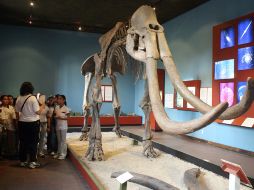 El mamut, uno de los más grandes atractivos del Museo Regional. ESPECIAL  /