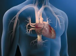 Las enfermedades del corazón podrían reducirse si se adquieren hábitos saludables de alimentación. ESPECIAL  /