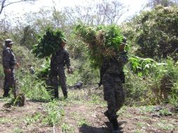 Los policías estatales quemaron las plantas de mariguana en el mismo punto donde fueron encontradas. ESPECIAL  /