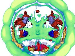 Se tiene la idea de que la materia gris es mucho más antigua de lo que pensábamos. ELPAÍS.COM  /