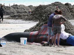 Se tiene pensado hacer una necropcia al animal luego de que fallezca y enterrarlo en la región donde encalló. EFE  /