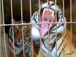 En Asia se considera que la piel del tigre tiene propiedades curativas y afrodisiacas. El Informador  /