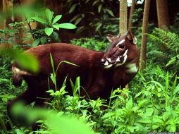 Desde hace diez años que esta especie no daba muestras de vida y lamentablemente el escepimen que encontraron murió. ESPECIAL  /