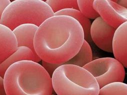 El investigador Sean Morrison comentó que los científicos del mundo creen que la investigación debe continuar. ESPECIAL  /