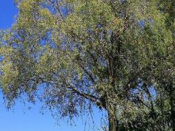 El ahuehuete fue designado el “Árbol Nacional”. Por tanto, esta especie se suma a las celebraciones del Bicentenario. ARCHIVO  /