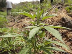 La mariguana es la droga con más demanda por personas mayores de 12 años. EL INFORMADOR  /