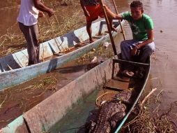 Pescadores capturan a varios de los cocodrilos que escaparon al romperse una jaula donde estaban retenidos. EFE  /