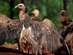 Seis activistas lograron romper parcialmente las redes que aprisionaban a las aves. EFE  /