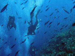 El navío se convertirá en una atracción para los submarinistas. EFE  /