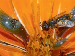 Las margaritas 'Gorteria diffusa' del sur de África promete sexo a los insectos. EL MUNDO.ES  /