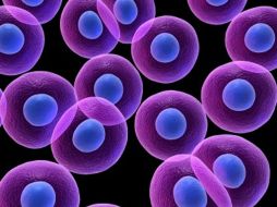 El candidato fue un paciente que se encuentra dentro de un programa especial de personas con lesiones en la médula espinal. ESPECIAL  /