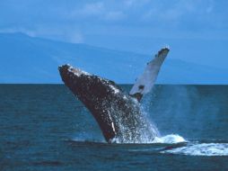 Fue identificada como ''ballena jorobada antártica número de catálogo 1363''. ESPECIAL  /