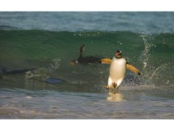 Rockhopper plantea dudas sobre las reservas en las Islas Malvinas. ARCHIVO  /