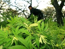 Los países buscan incrementar su cooperación para combatir al narco. ARCHIVO  /