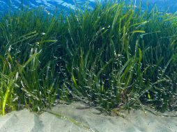 El alga fue descubierta en aguas panameñas del pacífico. EFE  /