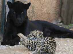Las especies que están en mayor peligro de extinción son anfibios, mamíferos y aves. EFE  /