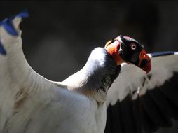 El santuario se mantiene gracias a donativos y la participación de miles de voluntarios. EFE  /