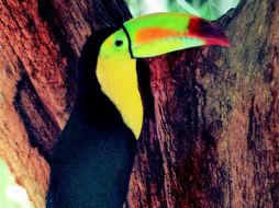 Las respuestas deben ampliarse mucho más para combatir la crisis de extinción. NOTIMEX  /