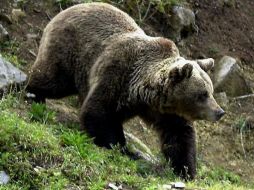 Ahora los osos tendrán que ser traídos desde Eslovenia para que pueblen de nueva cuenta los bosques. EFE  /