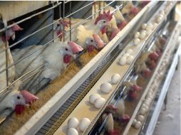 La producción de huevo en México registró un notable crecimiento del año 2000 a 2009. ARCHIVO  /