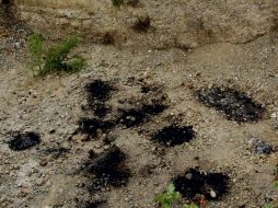 En varios estados se han encontrado fosas clandestinas, como éstas en Nuevo León. EFE  /