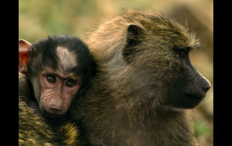 Las autoridades ecuatorianas encarcelan hasta tres años a quien se le haye culpable del tráfico de especies. NATIONAL GEOGRAPHIC  /