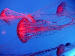 La medusa Cotylorhiza tuberculata se caracteriza por su forma aplanada. EFE  /