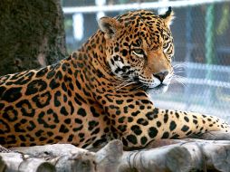 Las partes intervenidas arrojan una cifra de más de 100 tigres cazados furtivamente al año. ARCHIVO  /