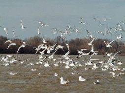 En un lapso de 20 años, la población de gaviotas se triplicó. EFE  /