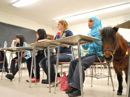 Mona Ramouni y su pony Cali en una de sus clases en la Universidad Estatal de Michigan. AFP  /