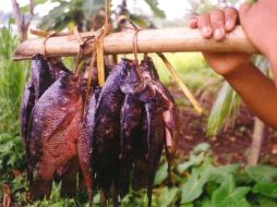 La iniciativa  permitirá a la entidad continuar en el primer plano en producción pesquera. EL INFORMADOR  /