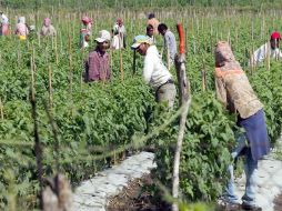 No hay alternativas concretas para evitar el trabajo de los menores de edad en las parcelas de varios cultivos en la Costa Sur. ARCHIVO  /
