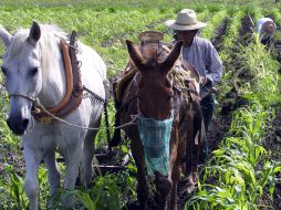Algunos municipios en la demanda de jornaleros son: Cihuatlán, Sayula, Autlán, San Gabriel,Tuxcacuesco, Tala, Ameca, etc. EL INFORMADOR  /